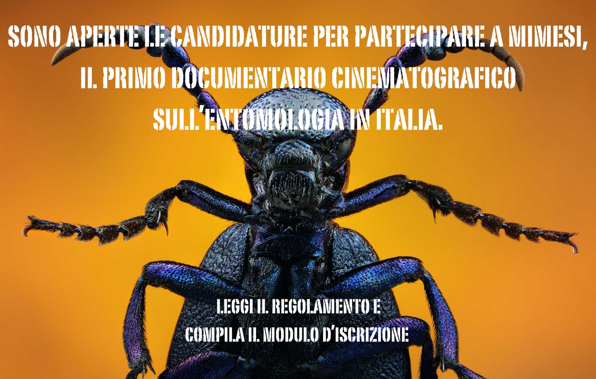 Ricerca entomologi per il documentario Mimesi